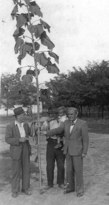 184 Gödi Almanach Egy óriási napraforgóval, Apám, Horváth János dinnyés, unokája: Sógor Lalika és Ká dár La jos író Ap ró ta vacs ka volt a Pi ó cás, a ré gi vi zek meg ma radt ta nú ja, de té len is