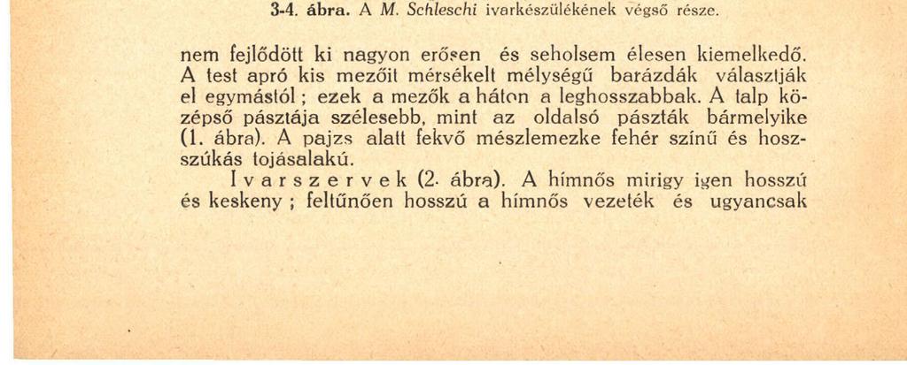 ioó ványsárga, az oldalsó pászták külső széle egy kevéssé szürkéssárga.
