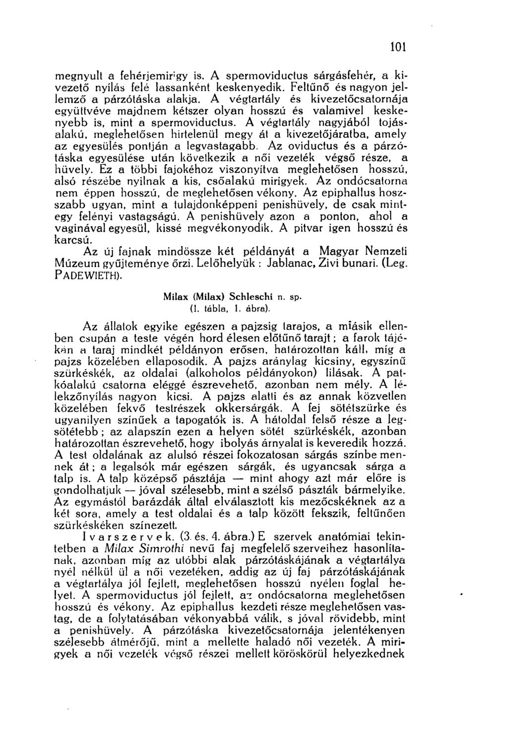 ioó megnyúlt a fehérjemirgy is. A spermoviduclus sárgásfehér, a kivezető nyílás felé lassanként keskenyedik. Feltűnő és nagyon jellemző a párzótáska alakja.