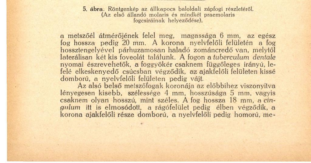 136 diatum-nak pedig a részleges hiánya, amennyiben ez utóbbi csak az utolsó zápfognál különül el nyomokban.