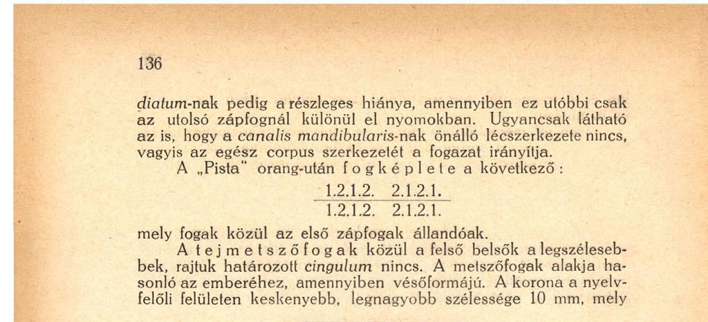 a metszőéi átmérőjének felel meg, magassága 6 mm, az egész fog hossza pedig 20 mm.