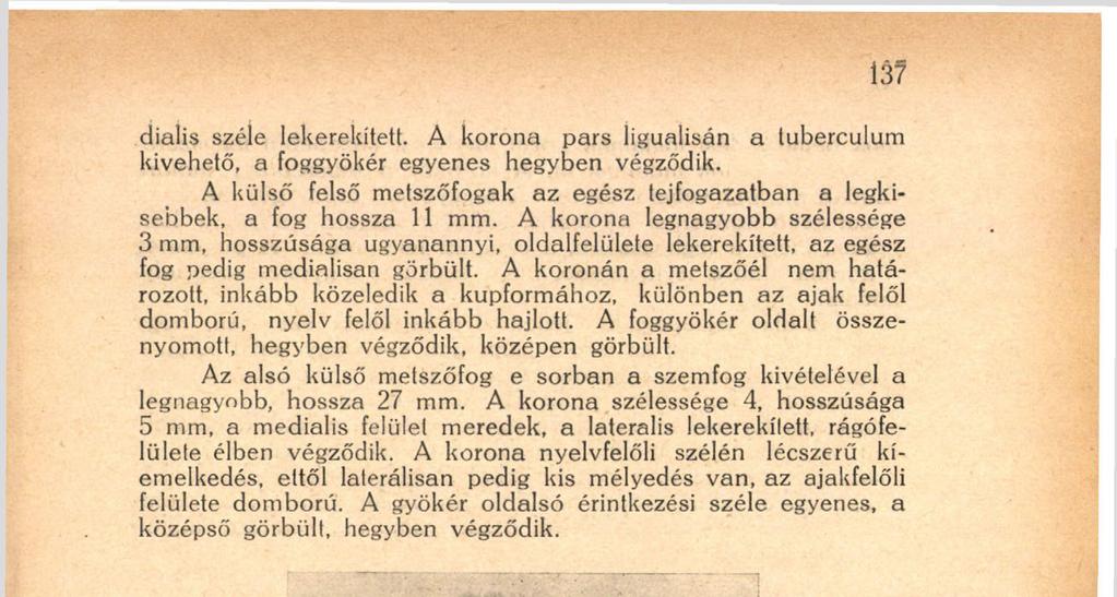 A gyökér oldalsó érintkezési széle egyenes, a középső görbült, hegyben végződik. 6. ábra. Röntgenkép az állkapocsról. (Az állcsúcsnak megfelelő részleten az.andrás kereszt" kezdődő fejlődése látható).