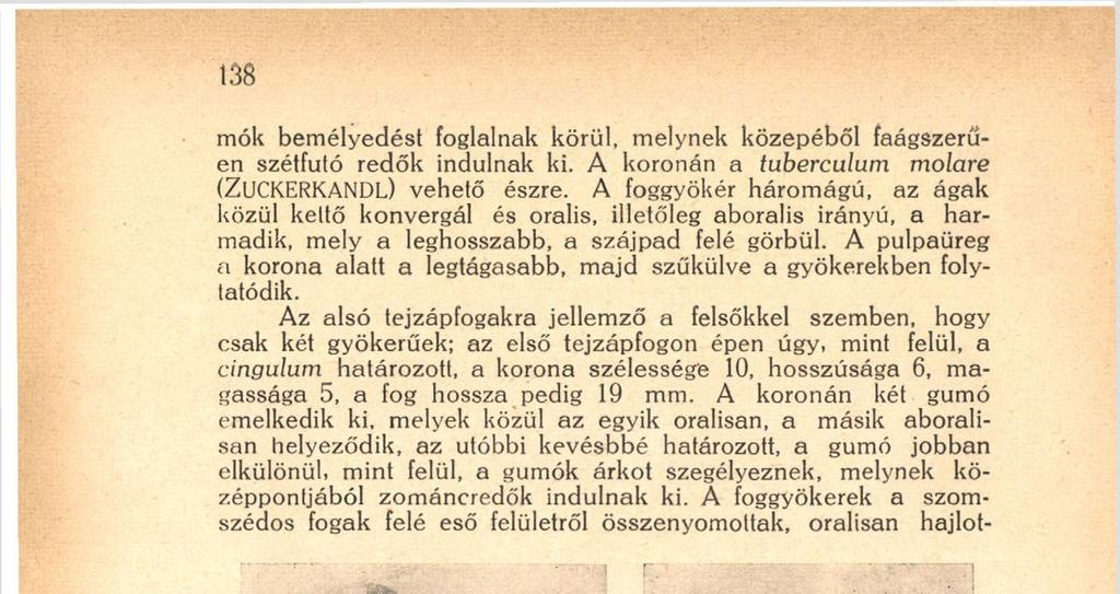 középpontjából zománcredők indulnak ki. A foggyökerek a szomszédos fogak felé eső felületről összenyomottak, orálisán hajlot- 7. ábra. Röntgenkép az állkapocs jobboldaláról.