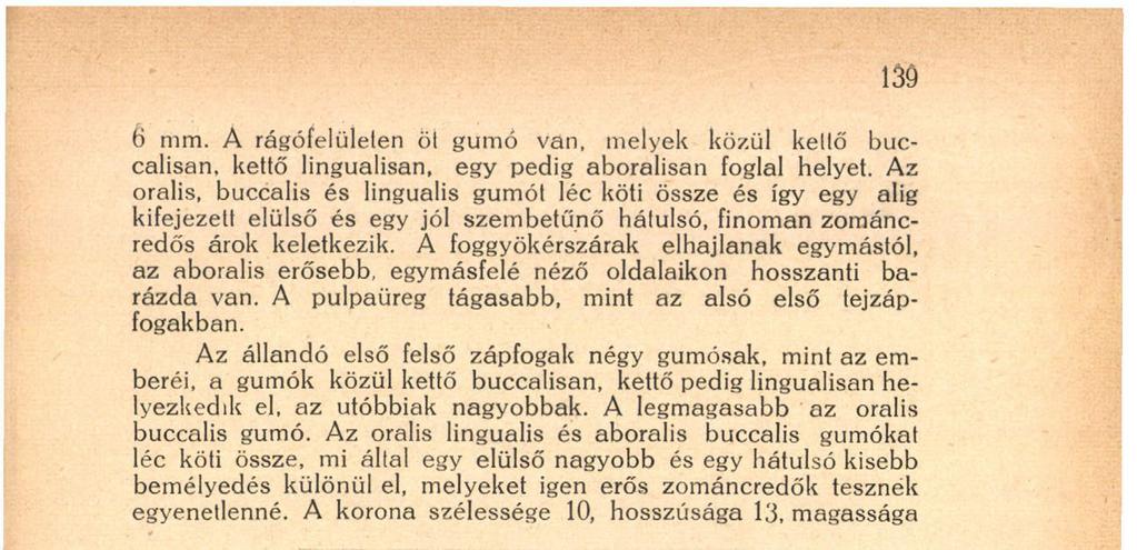 egyenetlenné. A korona szélessége 10, hosszúsága 13, magassága 9. ábra. Röntgenkép felnőtt orang-után baloldali állkapcsáról.
