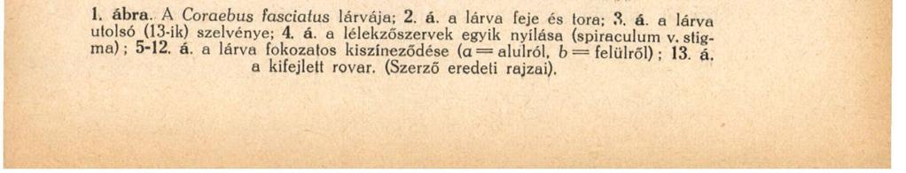 1. ábra. A Coraebus fasciatus lárvája; 2. á. a lárva feje és lora; 3. á. a lárva utolsó (13-ik) szelvénye; 4.