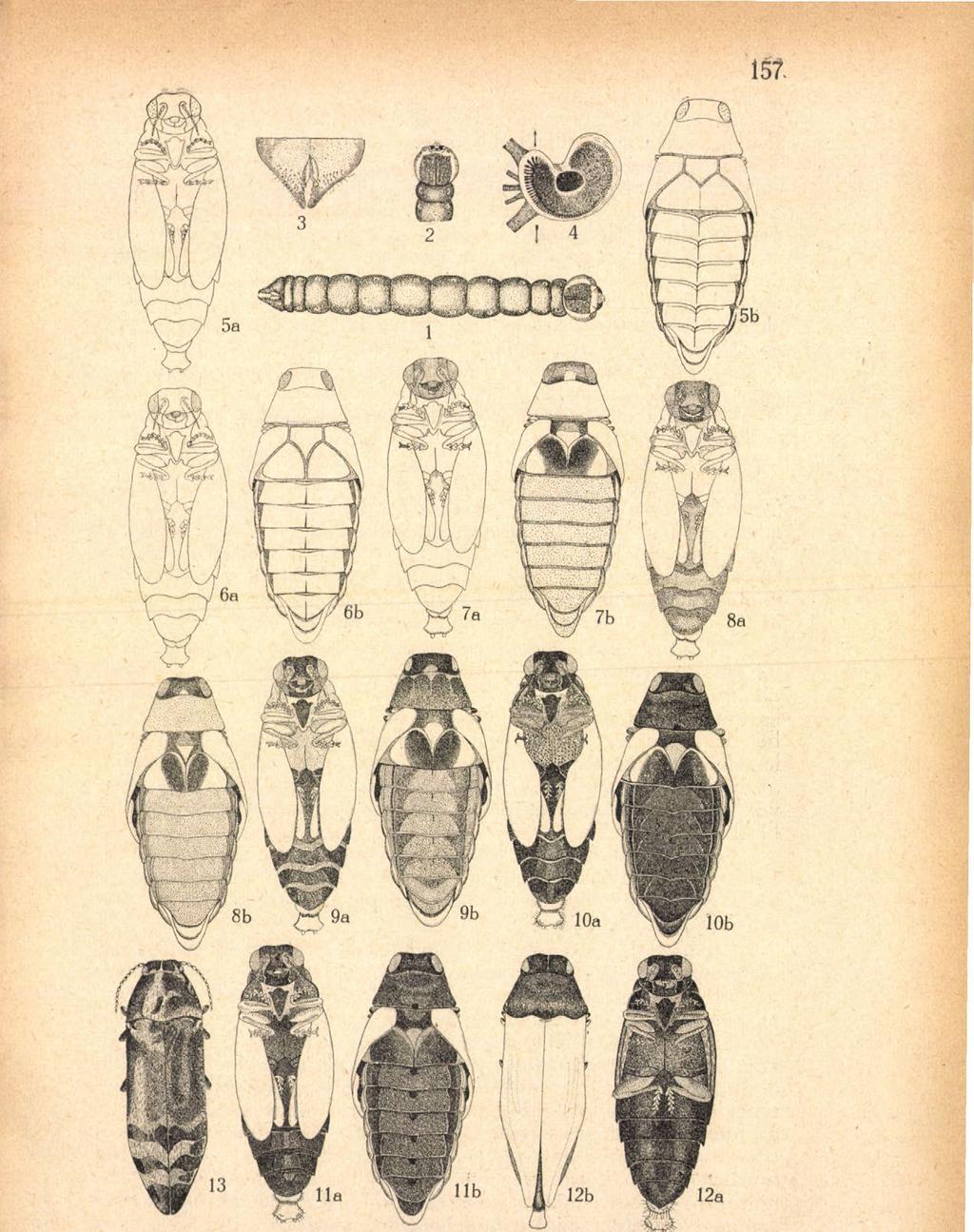 a lárva fokozatos kiszínezódése (a = alulról, b = felülről); 13. á.
