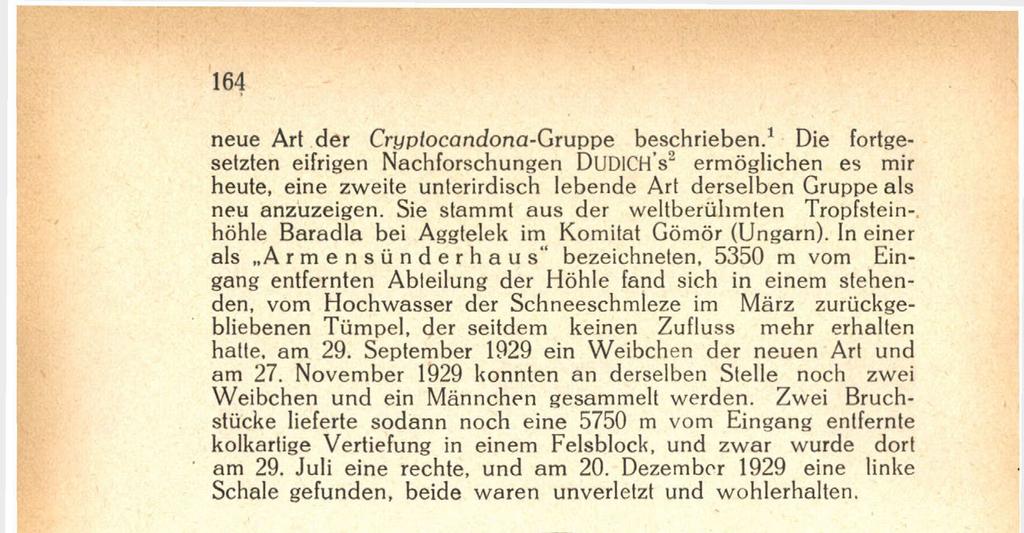 Abb. 2. Muschel des Weibchens in der Ansicht von oben.