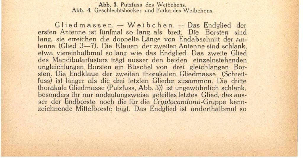 Candona Dudichi n. sp. 165 Schale. Weibchen. In der Seitenansicht (Abb. 1) ist die linke Schale gestreckt, ihre Höhe ist annähernd der halben Länge gleich.