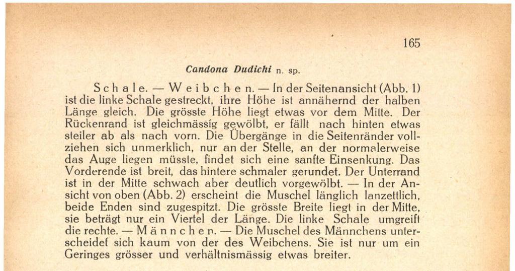 Sie ist nur um ein Geringes grösser und verhältnismässig etwas breiter. Abb. 3. Putzfuss des Weibchens. Abb. 4. Geschlechtshöcker und Furka des Weibchens. Gliedmassen. Weibchen. Das Endglied der ersten Antenne ist fünfmal so lang als breit.