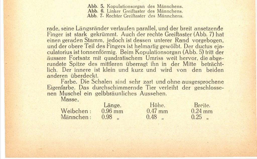 166 lang als breit, die kurze Endborste wiederum anderthalbmal so lang wie das Endglied, während die mittlere die doppelte Länge der kurzen erreicht.