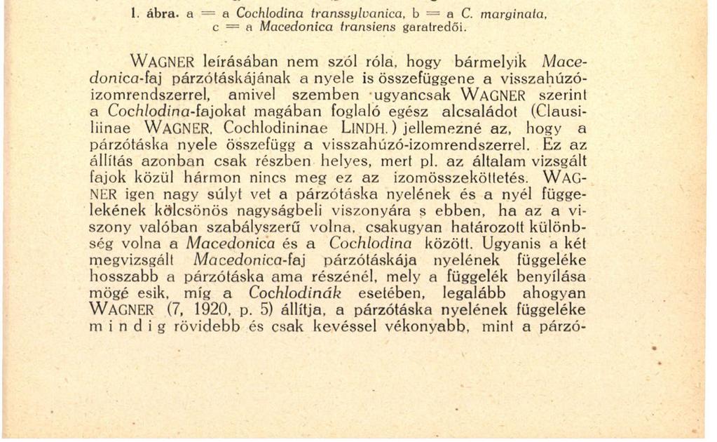 a ház sajátságai semmi esetre sem kényszerítenek bennünket arra, hogy a marginatá-i a Coch/odina-fajok közül kiragadjuk és a Mocedonica-fajok közé sorozzuk