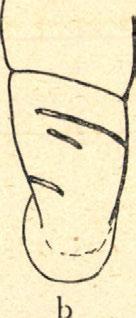 a = a Cochlodina transsylvanica, b = a C. marginata, с = a Macedonica transiens garatredői.