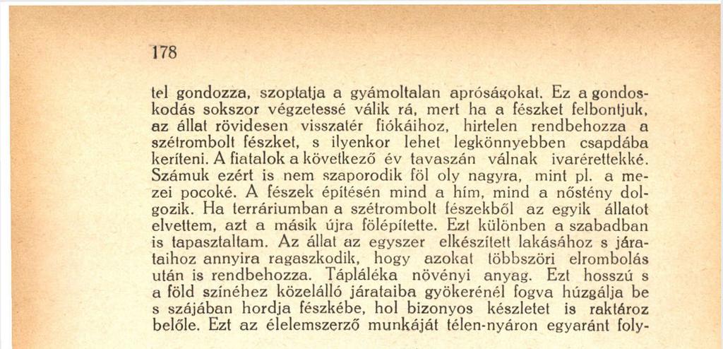 Ezt az élelemszerző munkáját télen-nyáron egyaránt foly- 4. rajz. A kószapocok fészke, melyet tévesen a vakondok építményének írtak le. A = a tulajdonképeni fészek keresztmetszete. tatja.