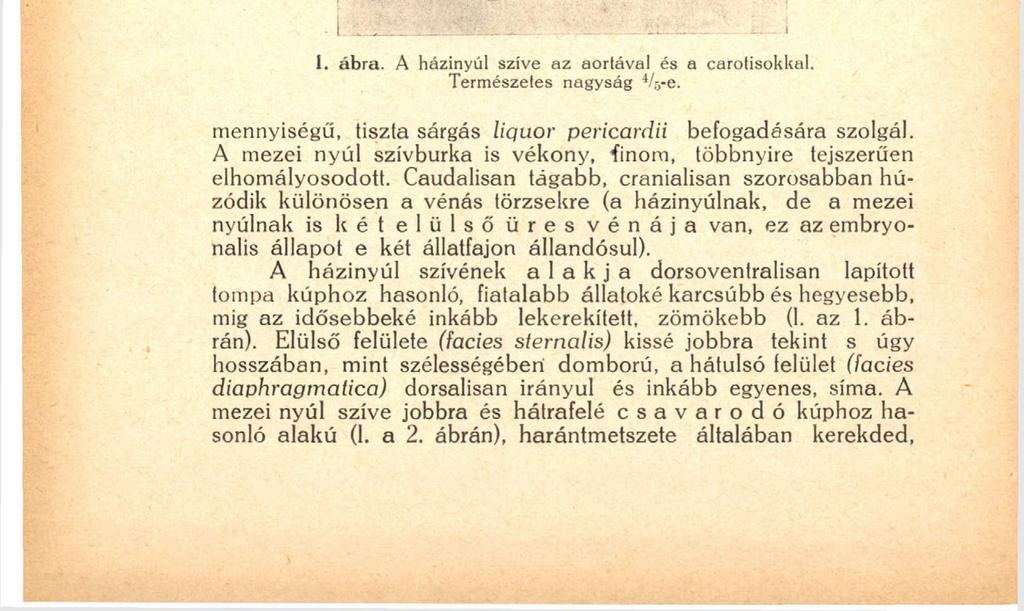 182 Baloldalt elől a mellkas falával érintkezik, oldalsó felületeit egyebült a tüdő mindkét szárnya borítja, dorsalisan a gégecső, a nyelőcső és nagyobb értörzsek szomszédosak vele, caudalisan