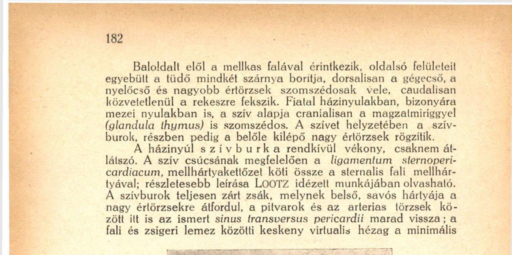 A szívburok teljesen zárt zsák, melynek belső, savós hártyája a nagy értörzsekre átfordul, a pitvarok és az arterias törzsek között itt is az ismert sinus transversus pericardii marad vissza ; a fali