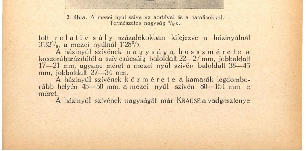 183 a kúp csavarodása jobbra és caudalis irányban а с onus arteriosus erős fejlettsége következtében áll elő, melyet