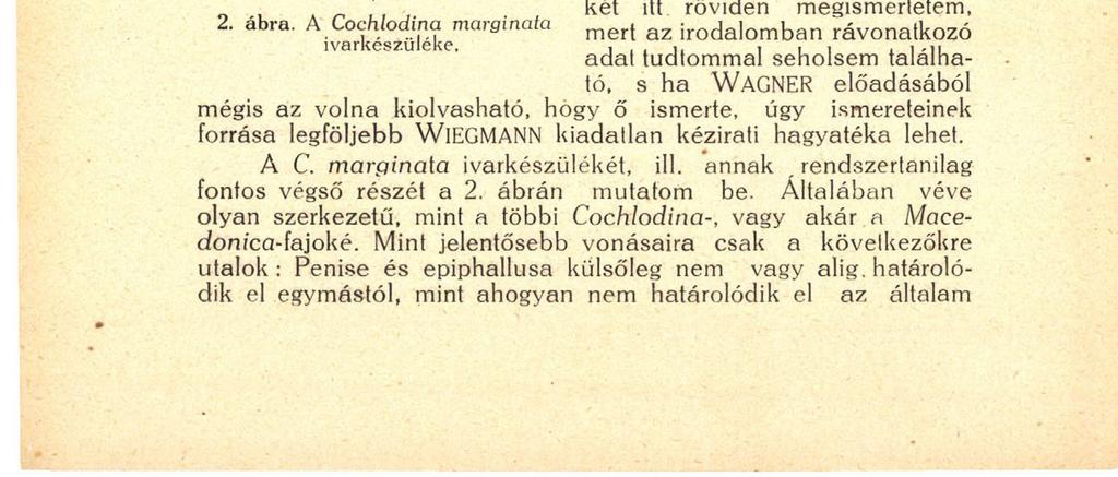 12 táska említett része. Itt WAGNER gyakori szokása szerint könnyedén általánosított csak egy vagy igen kevés fajon megfigyelt sajátságot, esetünkben, mint látszik, pusztán a C.