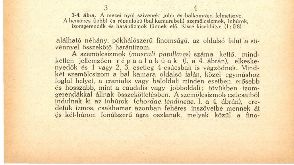 186 5'5 mm, a mezei nyúlé 9 11 mm (1. a 4. ábrán), a szív csúcsa felé vékonyodik a fal vastagsági mérete annyira, hogy itt az már csak kb. 1 mm vastag. A kamarai sövény a bal kamara felé homorú.