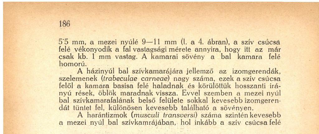 maradnak vissza. Evvel szemben a mezei nyúl bal szívkamarafalának belső felülete sokkal kevesebb izomgerendát tüntet fel, különösen kevesebb található a sövényen.