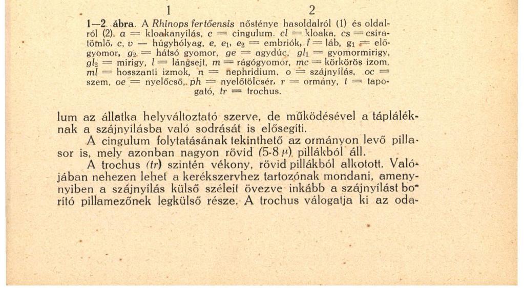 A test keresztmetszetének méretei is nagyon változók : 180-400,«között mindenféle átmenetben találtam adatokat.