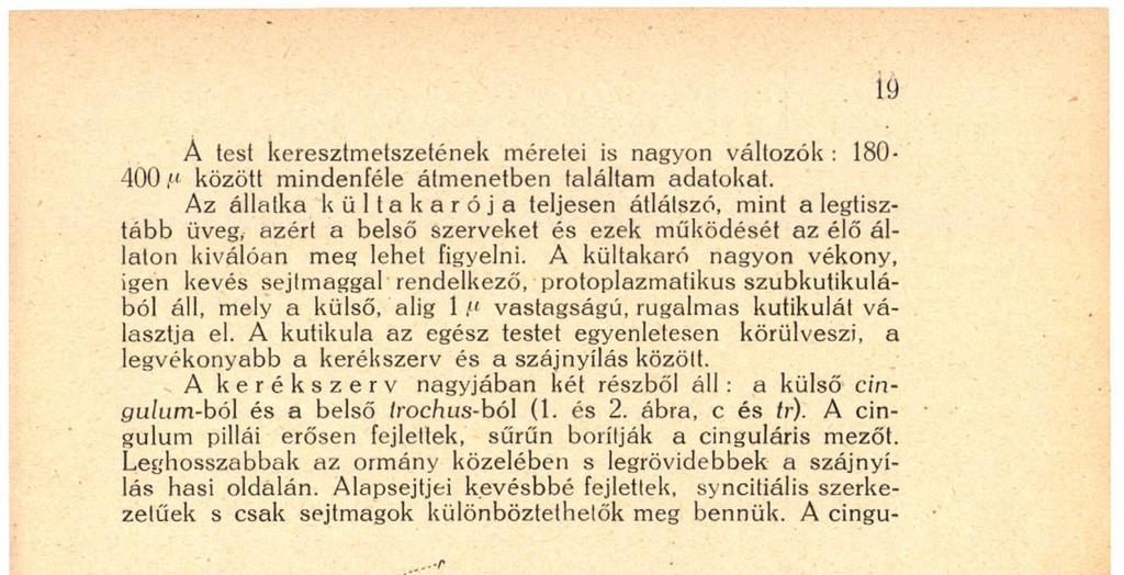 A cingu- r Í9 1 2 1 2. ábra. A Rhinops ferlőensis nőslénye hasoldalról (1) és oldalról (2). a = klo&kanyílés, с = cingulum. cl kloaka.