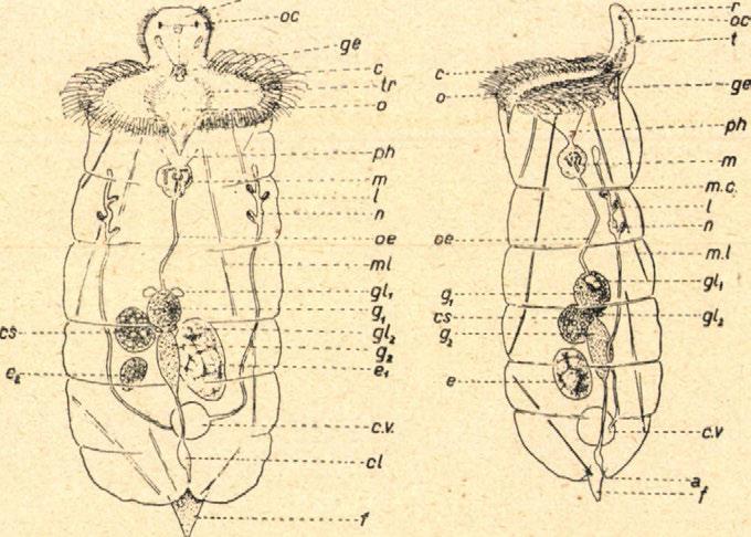izom. ml = hosszanti izmok, n = nephridium. о == szájnyílás, oc = szem, oe = nyelőcső,, ph = nyetőtölcsér, r = ormány, t = tapogató, ír = trochus.