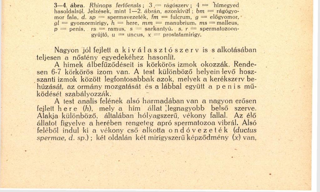 1 u m á Ii а к (с) pillái hosszabbak, sűrűbben állók, mint a nősténvéi.