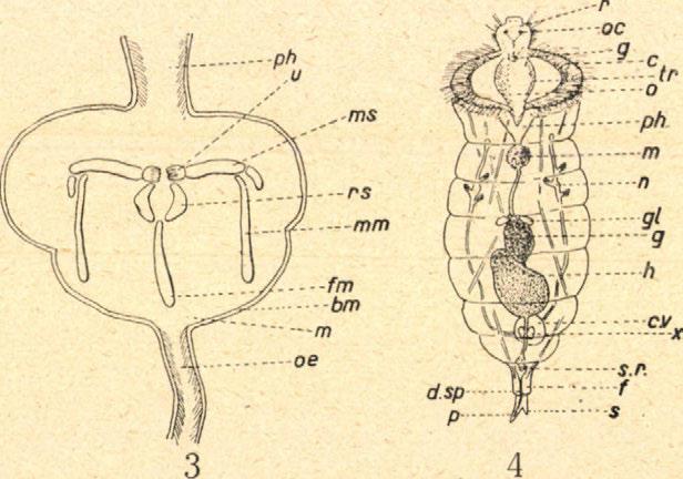 r = spermatozoongyüjtő, u = uncus, x = prostatamirigy. Nagyon jól fejlett a kiválasztószerv is s alkotásában teljesen a nőstény egyedekéhez hasonlít.