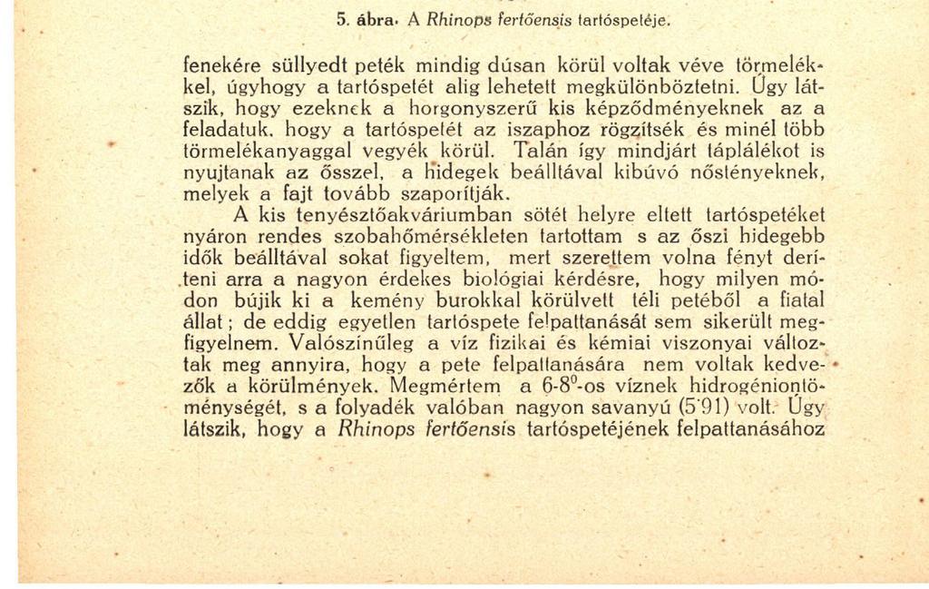 80 cen belül újabb kopulációt végrehajtania. Ez is az előbb leírthoz hasonlóan folyik le. A megtermékenyített nőstény testében embriók nincsenek- Megtermékenyítés után kb.