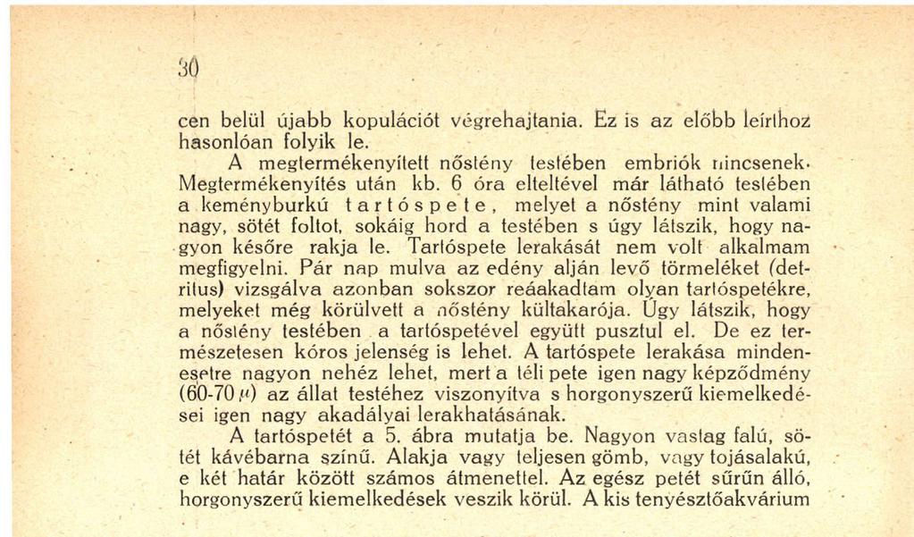 A tartóspetét a 5. ábra mutatja be. Nagyon vastag falú, sötét kávébarna színű. Alakja vagy teljesen gömb, vagy tojásalakú, e két határ között számos átmenettel.