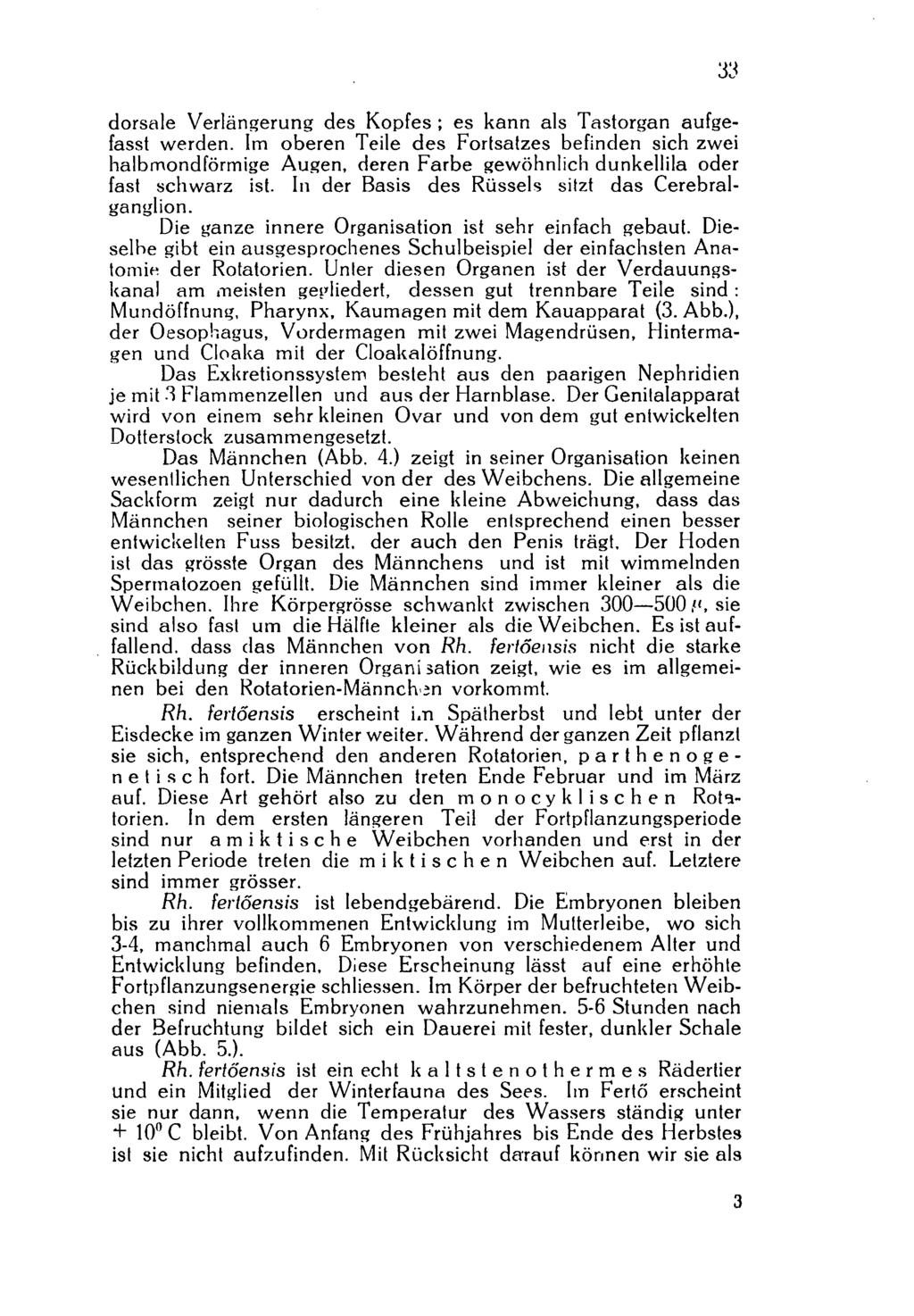 dorsale Verlängerung des Kopfes ; es kann als Tastorgan aufgefasst werden.