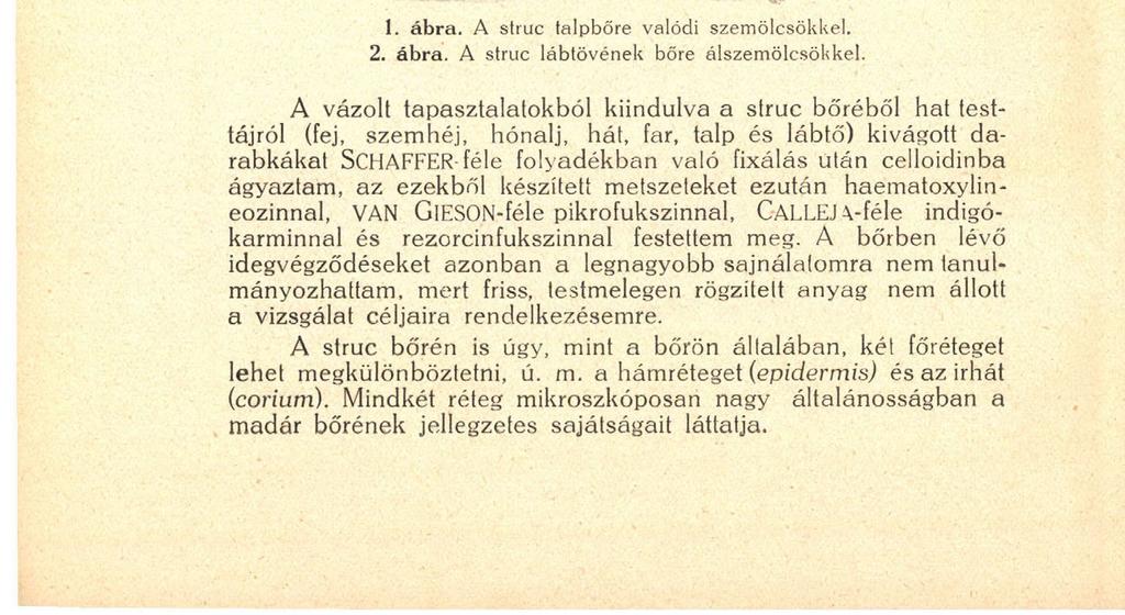 44 láthatunk, melyeknél fogva az a többi madarakétól makroszkóposán is lényegesen különbözik, ami arra késztetett, hogy a struc bőrét szövettani vizsgálat alá vegyem.