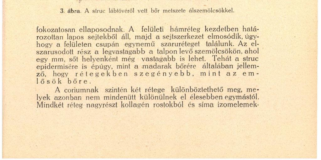 18 így az epidermis a tollakkal borított területen igen vékony, vastagsága kb. 8-10/ ( -ra tehető.