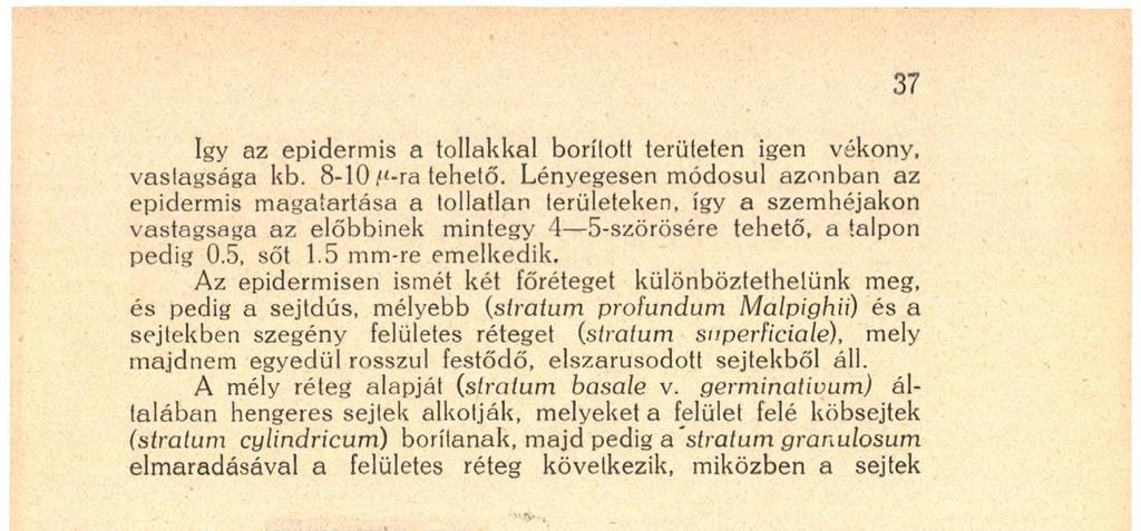 germinativum) általában hengeres sejtek alkotják, melyeket a felület felé köbsejtek (stratum cylindricum) borítanak, majd pedig a stratum