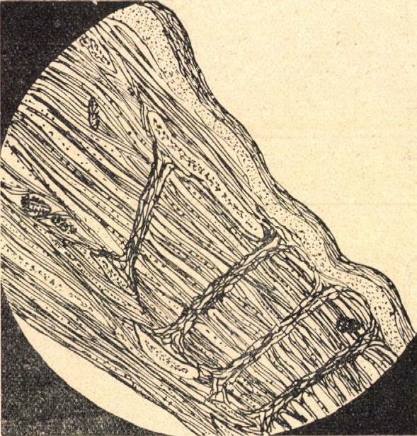 fokozatosan ellaposodnak.