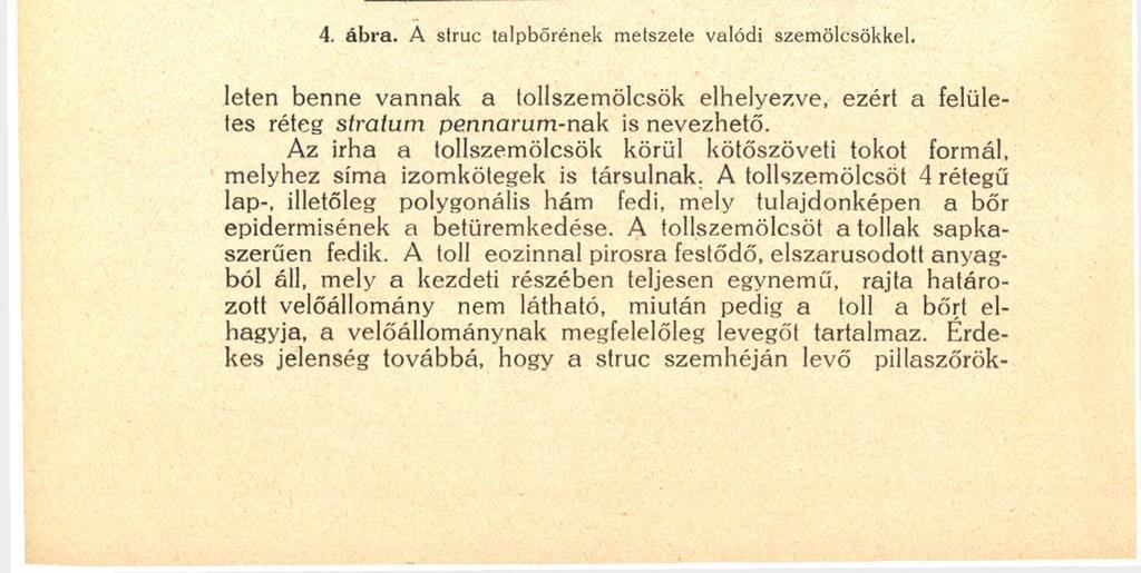 18 bői épül fel, csak helyenként elszórva találunk bennük rugalmas rostokat.