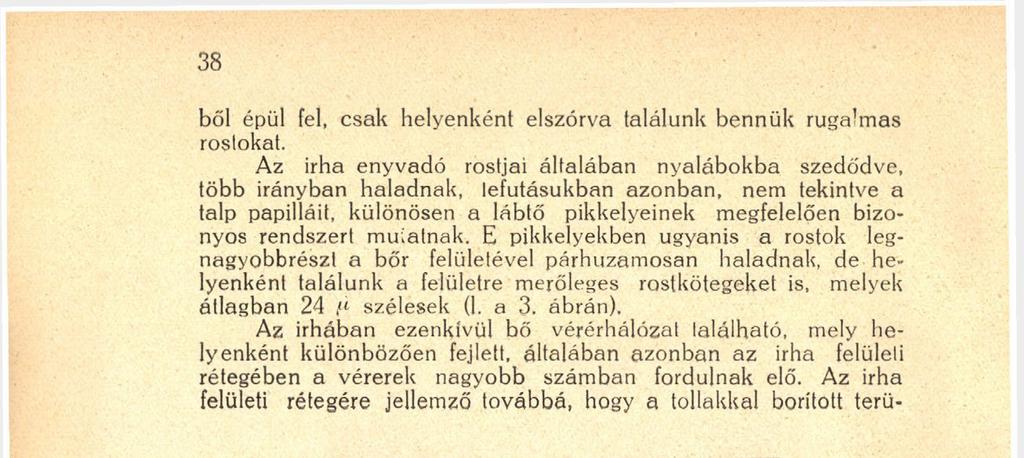 nagyobb számban fordulnak elő. Az irha felületi rétegére jellemző továbbá, hogy a tollakkal borított terü- 4. ábra.
