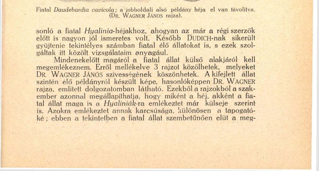ioó # viszont az állat ragadozó voltával függ össze." Most abban a helyzetben vagyok, hogy ezeket az adatokat több tekintetben kibővíthetem. Kollégám, DR. DUDICH ENDRE egyet. m.