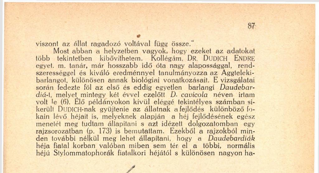 különösen nagyon ha- Fiatal Daudebardia cavicola; a jobboldali alsó példány héja el van lávolítva. (DR. WAGNER JÁNOS rajza).