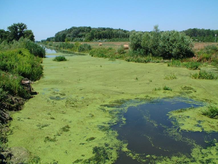 Tevékenység: Gyűjtse ki és jegyezze meg, hogy miért szükséges az oxigén a vizekben, és hogy milyen okok vezetnek az oxigénhiány kialakulásához!