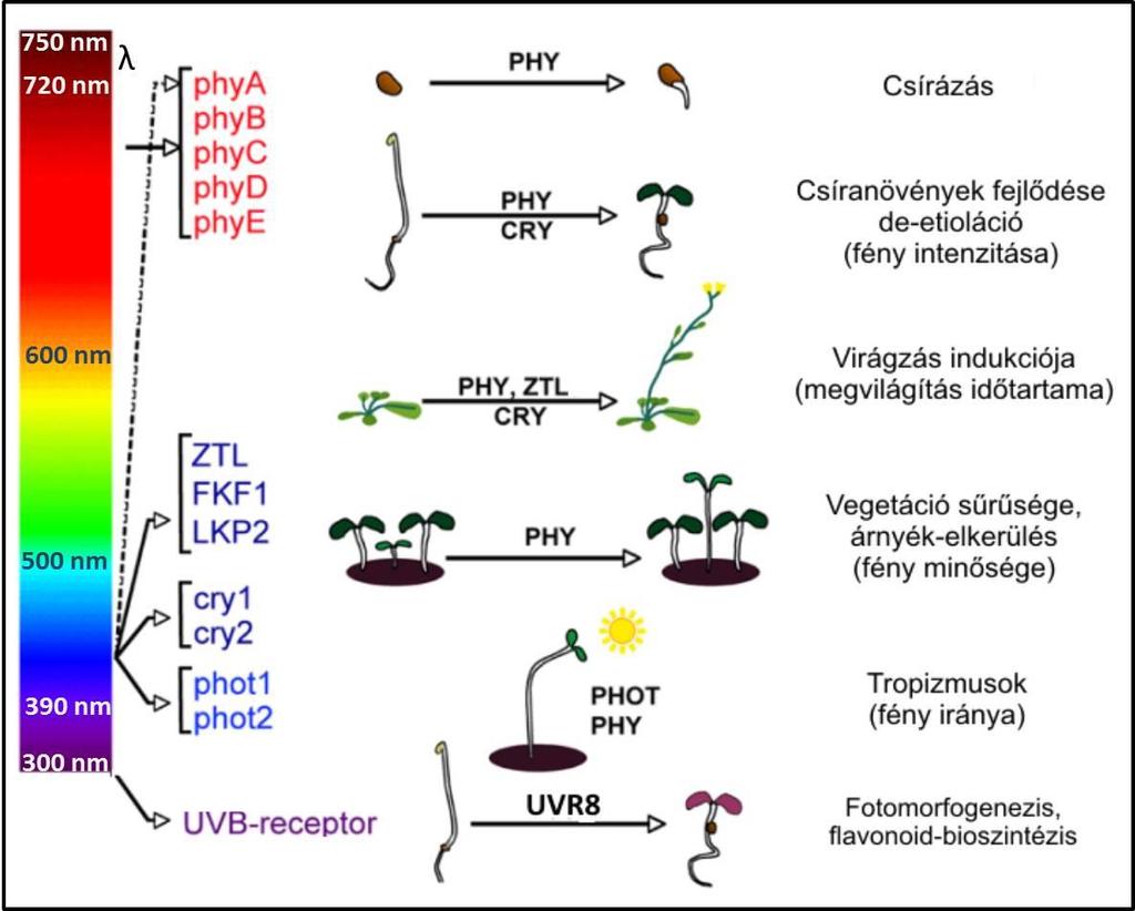 12 FMN (flavin mononucleotide) kromofórjuknak köszönhetően kék/uv-a sugárzás hatására bekövetkező konformációs változás a fototropinok autofoszforilációját eredményezi, ami a jelátviteli láncuk első