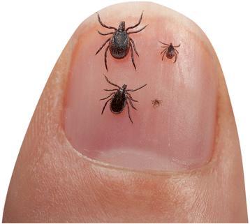 kullancs encephalitis vírus kapcsán, majd a nyolcvanas években írták le belőlük a Lyme borreliosist okozó spirochétákat (Borrelia burgdorferi sensu lato) (Földvári, 2016).