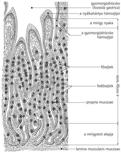 Epithelium tápcsatorna legnagyobb részén hengerhám Emésztéshez és felszíváshoz hatalmas felületet biztosít redőzöttsége révén Gyomorfal