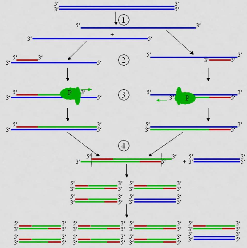 In vitro DNS amplifikálás valós idejű detekció: PCR A PCR-t a DNS-szál egy rövid, jól definiált szakaszának amplifikálására használják: egyetlen gén, génrészlet Az élő szervezetekkel ellentétben a