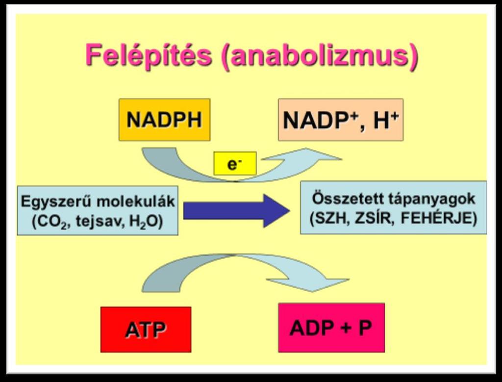 1. ábra A felépítő folyamatok sémájának bemutatása. (saját szerkesztés) III./1.2.