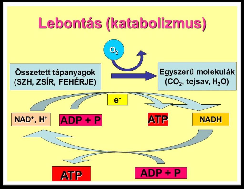 2. ábra A lebontó folyamatok sémájának bemutatása. (saját szerkesztés) 1./ Szubsztrát-szintű ATP keletkezés.