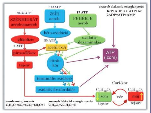 néhány lépés után két közös (citromsav-cilus, terminális oxidáció) folyamatba torkollanak bele. 3. ábra Az energianyerési folyamatok sematikus ábrája I. (saját szerkesztés) III./2.1.