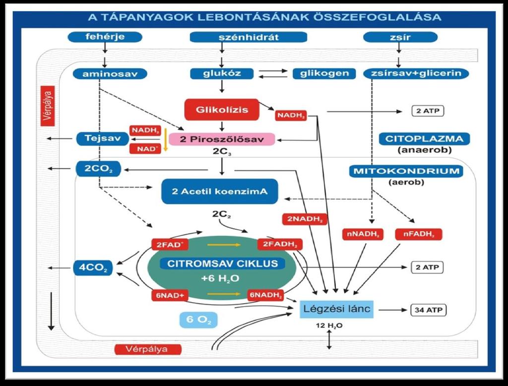 4. ábra Az energianyerési folyamatok sematikus bemutatása II. (saját szerkesztés) III./3.