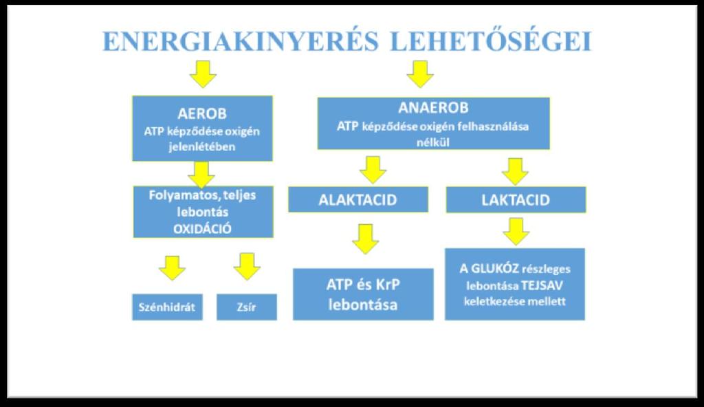 Mind a szénhidrátok, a zsírok, és a fehérjék lebontásakor is keletkezhet acetilkoenzima molekula, ami belépve a Szent-Györgyi-Krebs ciklusba innen már azonos útvonalon a terminális oxidáción