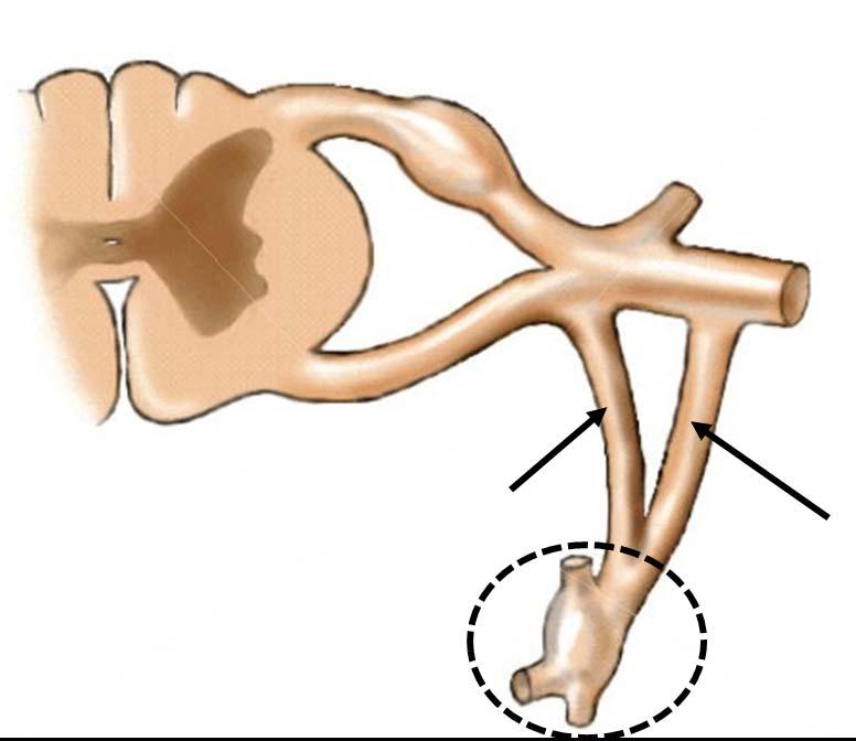 interneuronok viscera A truncus sympathicus parietalis rostjai és a nervus spinalis kapcsolata radix dorsalis IML radix ventralis ramus communicans griseus postgangionaris rostok visceral afferens